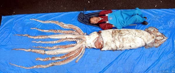 「ダイオウイカ」相次ぐ目撃の謎。対馬暖流に乗り、日本海に流入か
