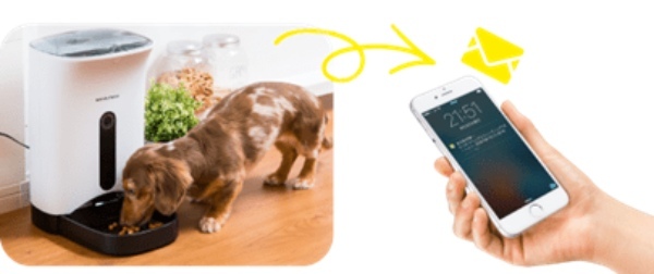 ポストコロナで注目される「ペットテック」やペットと一緒に旅行をする「ペットツーリズム」が伸長 楽天、最新ペットトレンド情報を発表