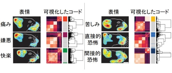 脳が「嗅覚をコード化」する仕組みをマウス実験で解明！　自分が感じるレモンの香りは人類共通の認識だった