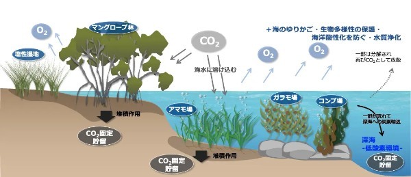 ブルーカーボンって何？ ENEOSとウミトロンがブルーカーボン事業の共同研究始動と資本業務提携を発表