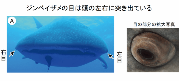 ジンベイザメの目は「3000本の細かな歯」で覆われていた！　歯が装甲となって目を保護する（日本）