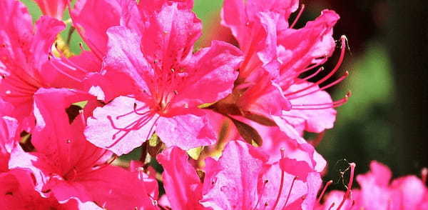 植木などにされる「つつじ」の花の甘い蜜・・・吸うと危険だったかも?!【みなさん子供の頃吸っていました?】