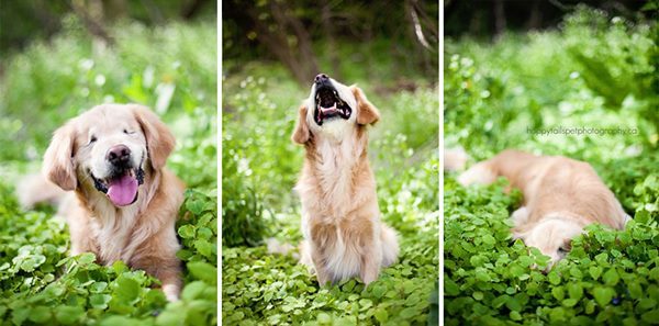 生まれつき目がない犬がセラピードッグとして活躍する姿に勇気がでる