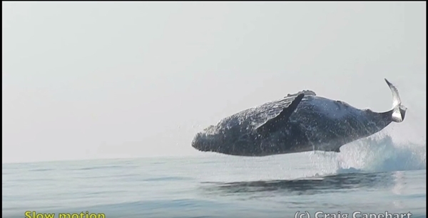 貴重映像！推定体重４０ｔのザトウクジラが全身を水面から出し宙を舞っている姿を捉えた！