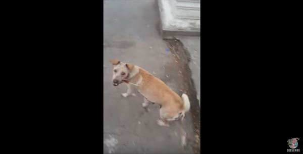 野良犬にチキンをあげたら食べずにトコトコと。後をついていったらその理由に感動してしまった