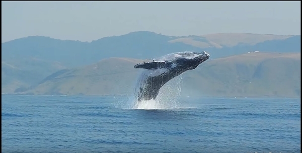 貴重映像！推定体重４０ｔのザトウクジラが全身を水面から出し宙を舞っている姿を捉えた！