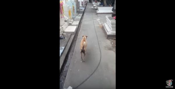 野良犬にチキンをあげたら食べずにどこかに持って行った！後をついていったらその理由に感動してしまった