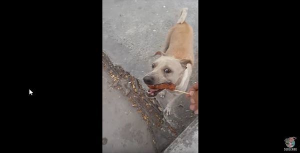 野良犬にチキンをあげたら食べずにどこかに持って行った！後をついていったらその理由に感動してしまった