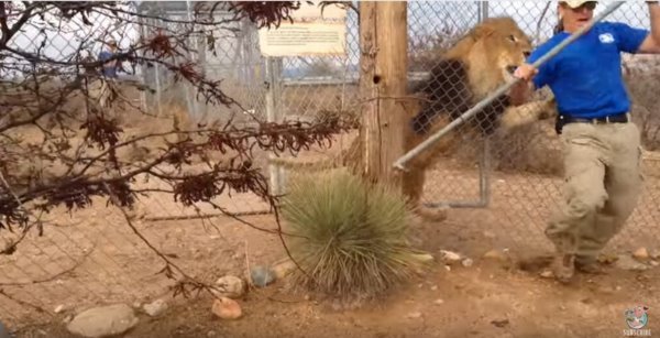 飼育員「死ぬかと思った！」檻の中のライオンにビビらされる飼育員に思わず笑ってしまう