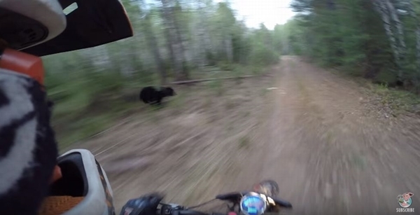 【危機一髪】これはヤバイ!バイクで山道を走っていたらクマが横切った決定的瞬間