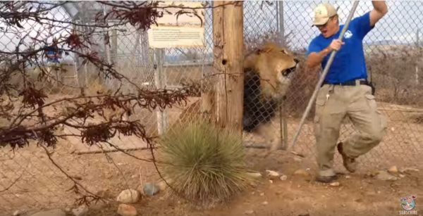 飼育員「死ぬかと思った！」檻の中のライオンにビビらされる飼育員に思わず笑ってしまう