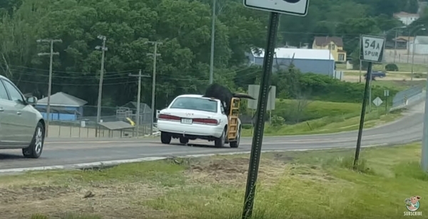 【動画】乗用車に牛？米・ネブラスカので衝撃の車が目撃され話題に！