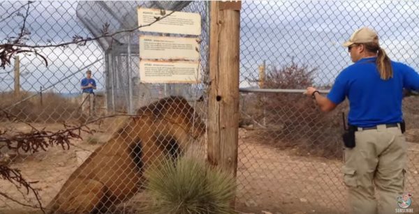 飼育員「死ぬかと思った！」檻の中のライオンにビビらされる飼育員に思わず笑ってしまう