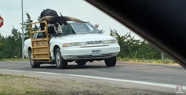 【動画】乗用車に牛？米・ネブラスカので衝撃の車が目撃され話題に！