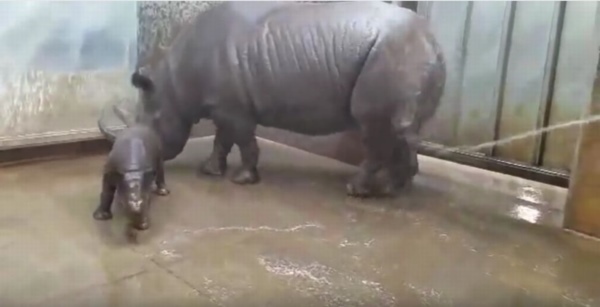 ママの真似っ子してコロンコロン 産まれて初めての水浴びをするクロサイの赤ちゃんがカワイイ！サイに関しても豆知識も