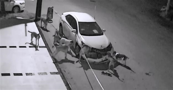 野良犬が１台の車を取り囲み集団で破壊！？その驚きの理由とは？心優しい野良犬団だったのかも？