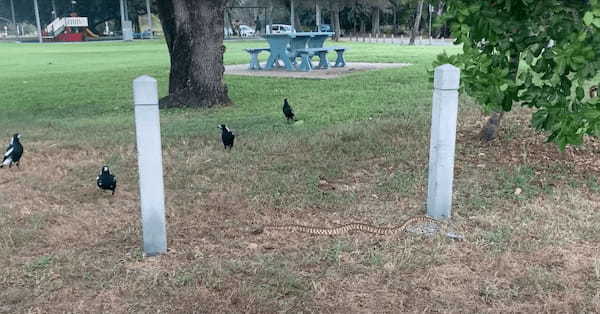 道路の真ん中で騒いでいるカササギたち。どうやら『ある生き物』の姿を見つけたようで、どこへ行くのか後を追って観察しています【海外・動画】