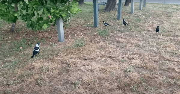 道路の真ん中で騒いでいるカササギたち。どうやら『ある生き物』の姿を見つけたようで、どこへ行くのか後を追って観察しています【海外・動画】