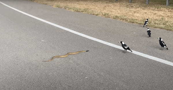 道路の真ん中で騒いでいるカササギたち。どうやら『ある生き物』の姿を見つけたようで、どこへ行くのか後を追って観察しています【海外・動画】