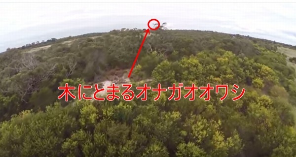 全長２メートルのオナガイヌワシに飛行中のドローンがやられる瞬間の映像