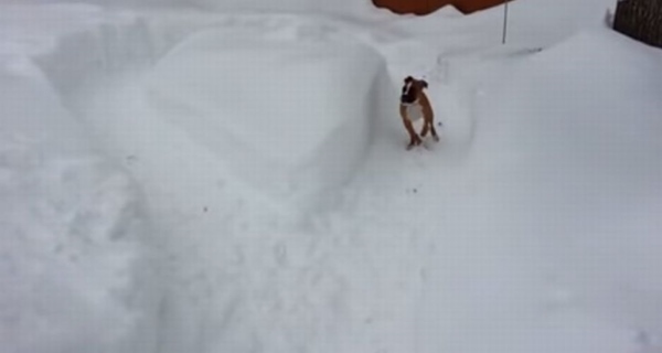 老犬 vs 仔犬の追いかけっこ!年の功で老犬が一枚上手だった!?