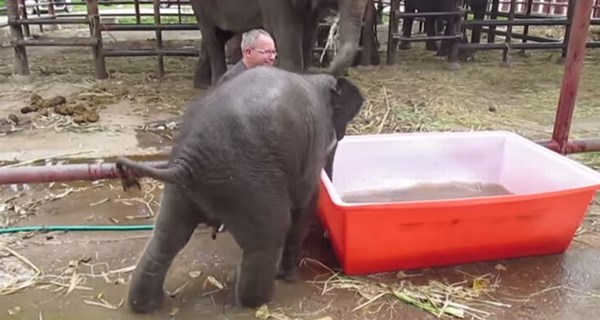 水遊びが大好きな象の赤ちゃん！まるで中に人間が入ってるみたいな可愛さ