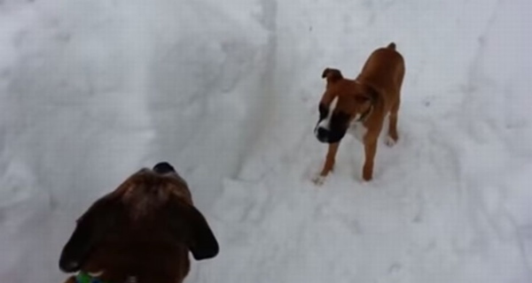 老犬 vs 仔犬の追いかけっこ!年の功で老犬が一枚上手だった!?