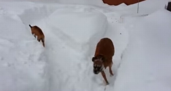 老犬 vs 仔犬の追いかけっこ!年の功で老犬が一枚上手だった!?