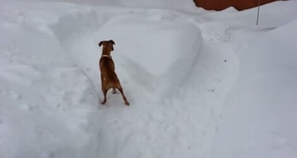 老犬 vs 仔犬の追いかけっこ!年の功で老犬が一枚上手だった!?