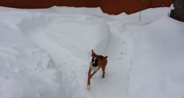 老犬 vs 仔犬の追いかけっこ!年の功で老犬が一枚上手だった!?