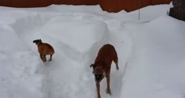 老犬 vs 仔犬の追いかけっこ!年の功で老犬が一枚上手だった!?