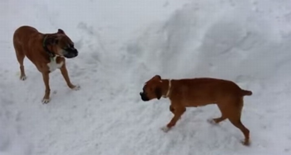 老犬 vs 仔犬の追いかけっこ!年の功で老犬が一枚上手だった!?