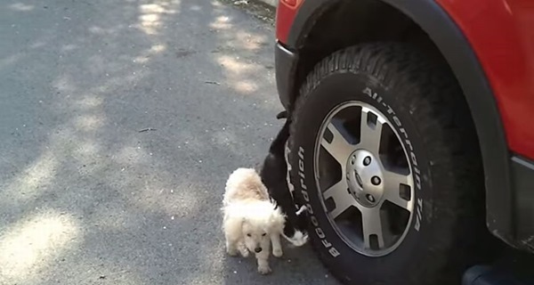 目が見えなくなってしまった仲間の犬を身体を寄せ導く猫！