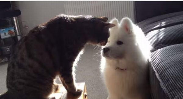 サモエド犬と猫が3ヶ月でじわじわと仲良くなっていく過程にほっこり出来る動画