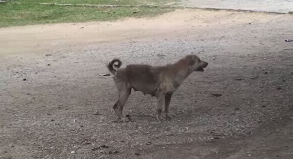 かわいそうに...足を引きずる１匹の野良犬、途中から「あれっ？」ってなる動画