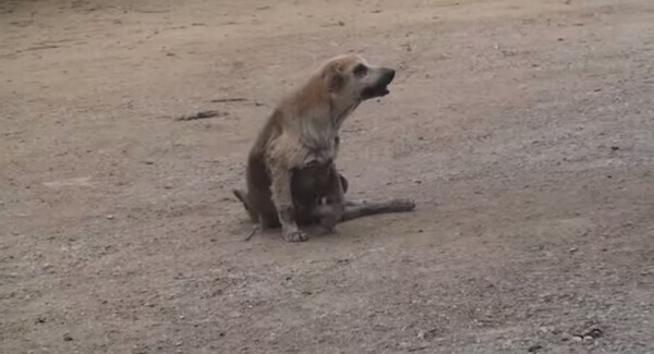 かわいそうに...足を引きずる１匹の野良犬、途中から「あれっ？」ってなる動画