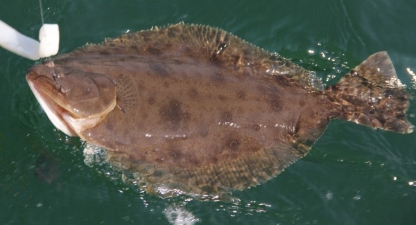 ヒラメの釣り方のコツとは？時期・シーズン・ポイントなど【動画あり】