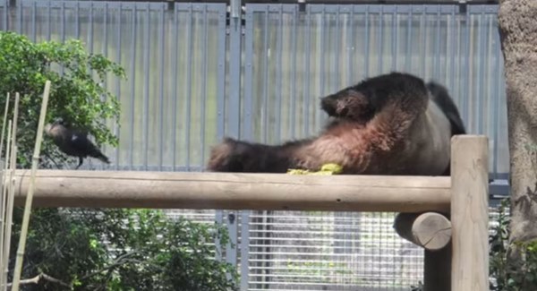 カラスに毛を抜かれてもまったく気にしないパンダがおもしろい！