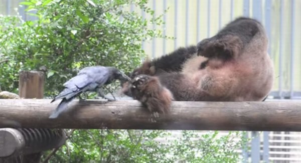 カラスに毛を抜かれてもまったく気にしないパンダがおもしろい！