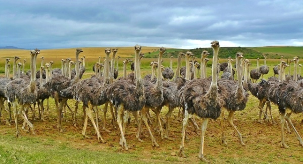 大きな体をした鳥の「エミュー」と「ダチョウ」、その違いとは
