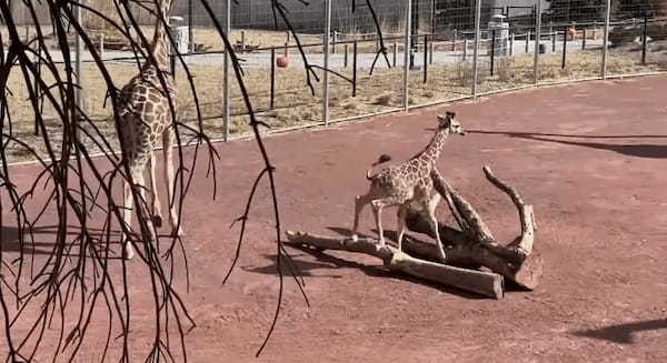 元気に走り回るキリンの赤ちゃん。ところが直後に、この赤ちゃんが一気にしょげてしまう悲しい出来事が起きてしまうのでした