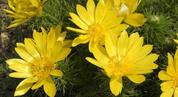 フクジュソウの花言葉は?縁起の良さそのそうな名前だけどその由来は?