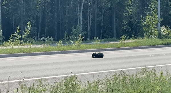 道路の真ん中に座り込んで動かない子グマ。ケガでも負っているのか、なかなか歩き出さない我が子を母グマが必死に誘導します【アメリカ・動画】