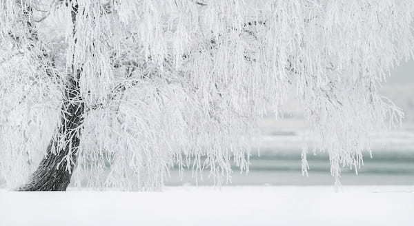 「柳に雪折れなし」とはどんな意味？「柳に風」との違いは？