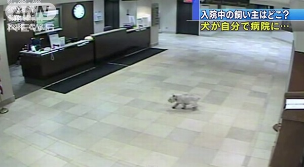 【忠犬シシー】飼い主の入院する病院を探し当て訪問した犬が話題に！！