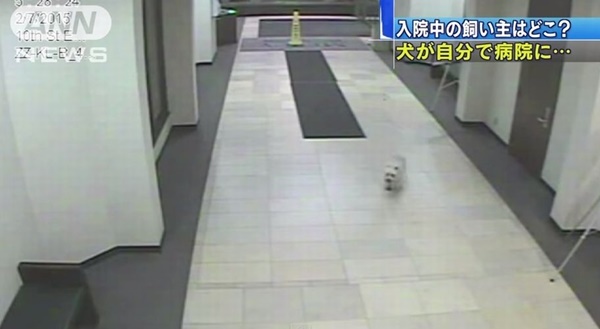 【忠犬シシー】飼い主の入院する病院を探し当て訪問した犬が話題に！！