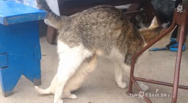 【間違い探し】母猫のオッパイに群る仔猫たち、あれっ！？一匹仔犬がいるよ！！