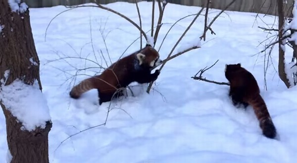 「やったー！」雪で大喜び！両手を上げ全身で喜びを表現するレーサーパンダが超かわいい