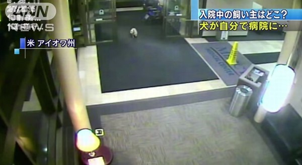 【忠犬シシー】飼い主の入院する病院を探し当て訪問した犬が話題に！！