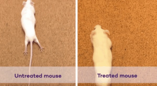 振動する超分子薬で脊椎を損傷したマウスを再び歩かせることに成功！